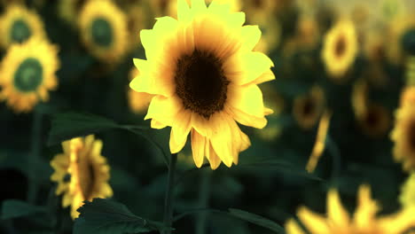 bright sunflowers blooming under warm sunlight in a vibrant field in summer