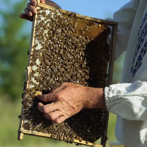 frames of a bee hive. hand of beekeeper is working with bees and beehives on the apiary.
