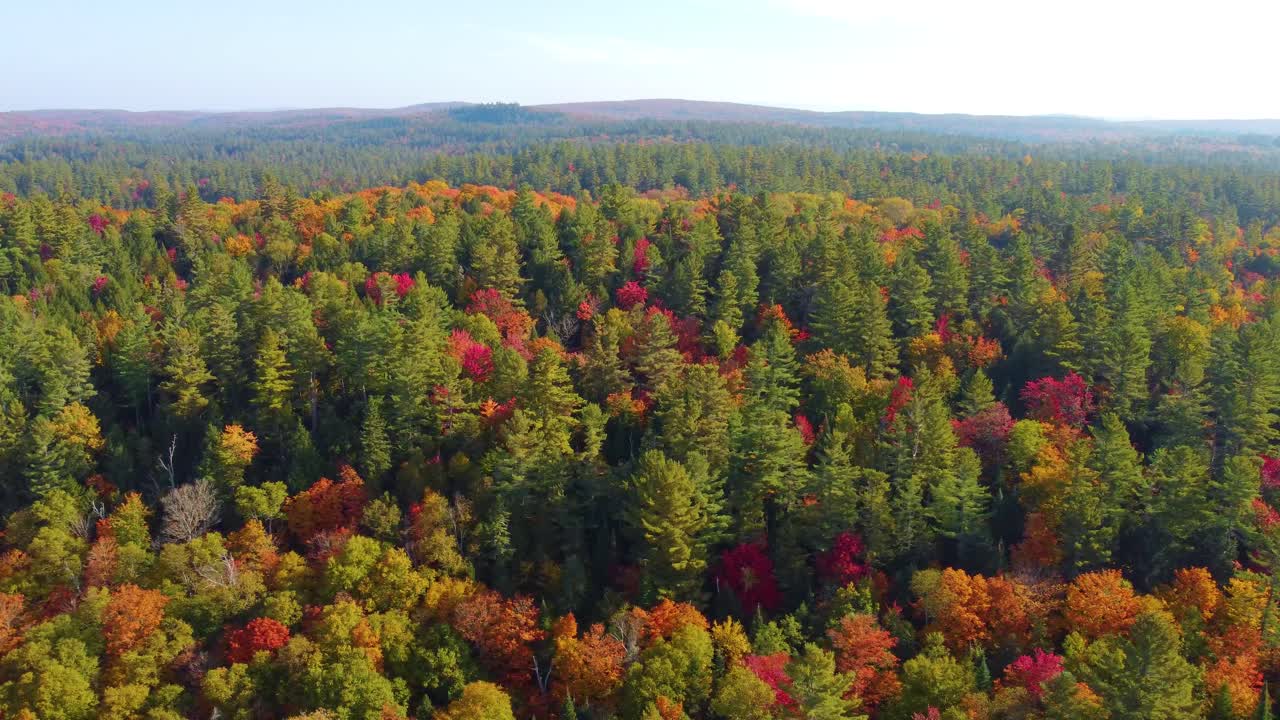 tomada aérea de un dron que revela la belleza de la naturaleza durante la caída desde encima de las copas de los árboles de un bosque, montreal, canadá