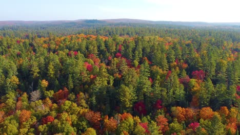 Toma-Aérea-De-Un-Dron-Que-Revela-La-Belleza-De-La-Naturaleza-Durante-La-Caída-Desde-Arriba-De-Las-Copas-De-Los-árboles-De-Un-Bosque,-Montreal,-Canadá