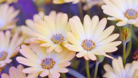 close up shot of colorful daisy flower in botanical garden, paston color daisy