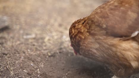 Lohmann-Brown-Chicken-Scratches-Head-With-Foot-While-Feeding-On-The-Ground-In-An-Animal-Farm