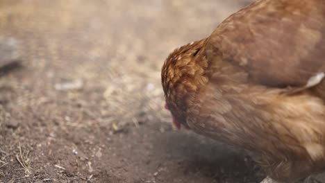 lohmann brown chicken scratches head with foot while feeding on the ground in an animal farm