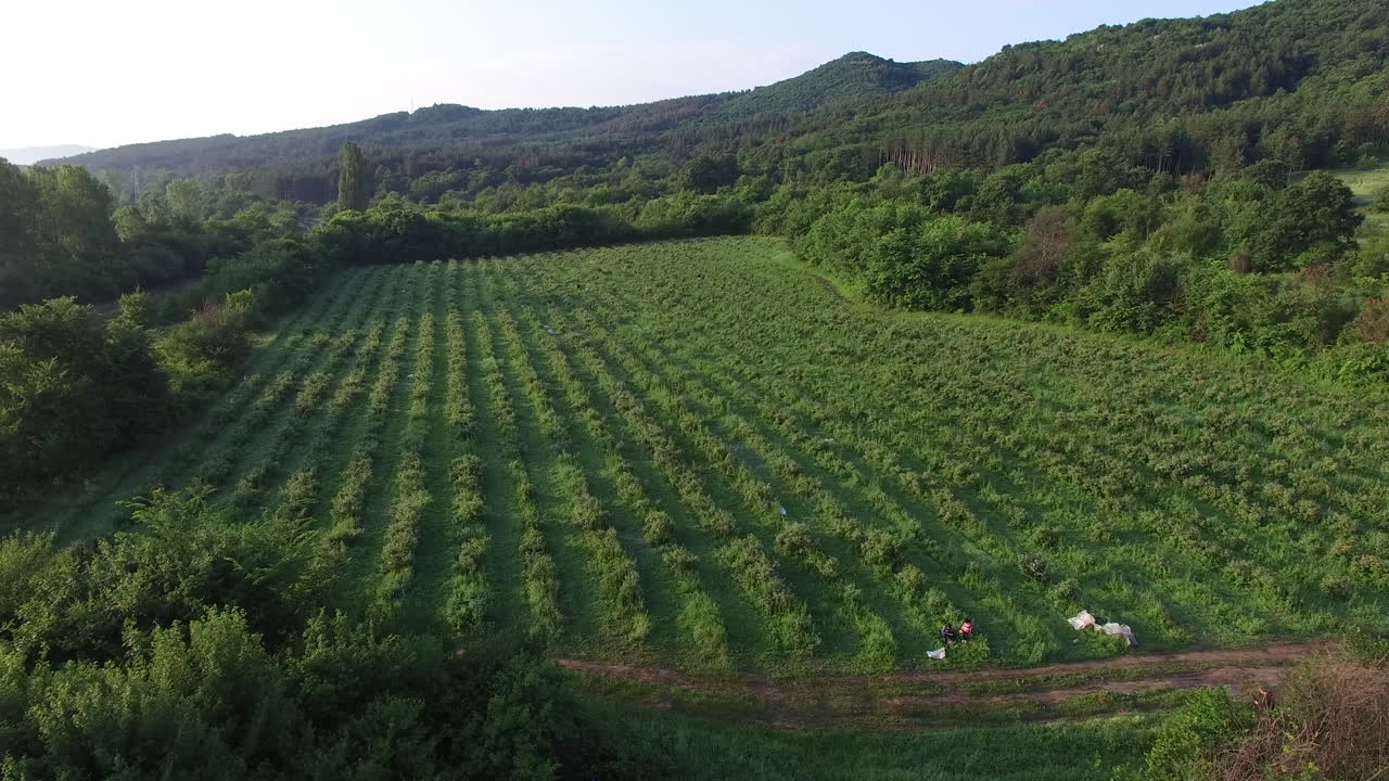 fields with roses during the harvest in Bulgaria
