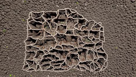 ant colony model with roots and plants