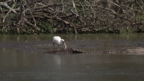 a african spoonbill walks near a large nile crocodile