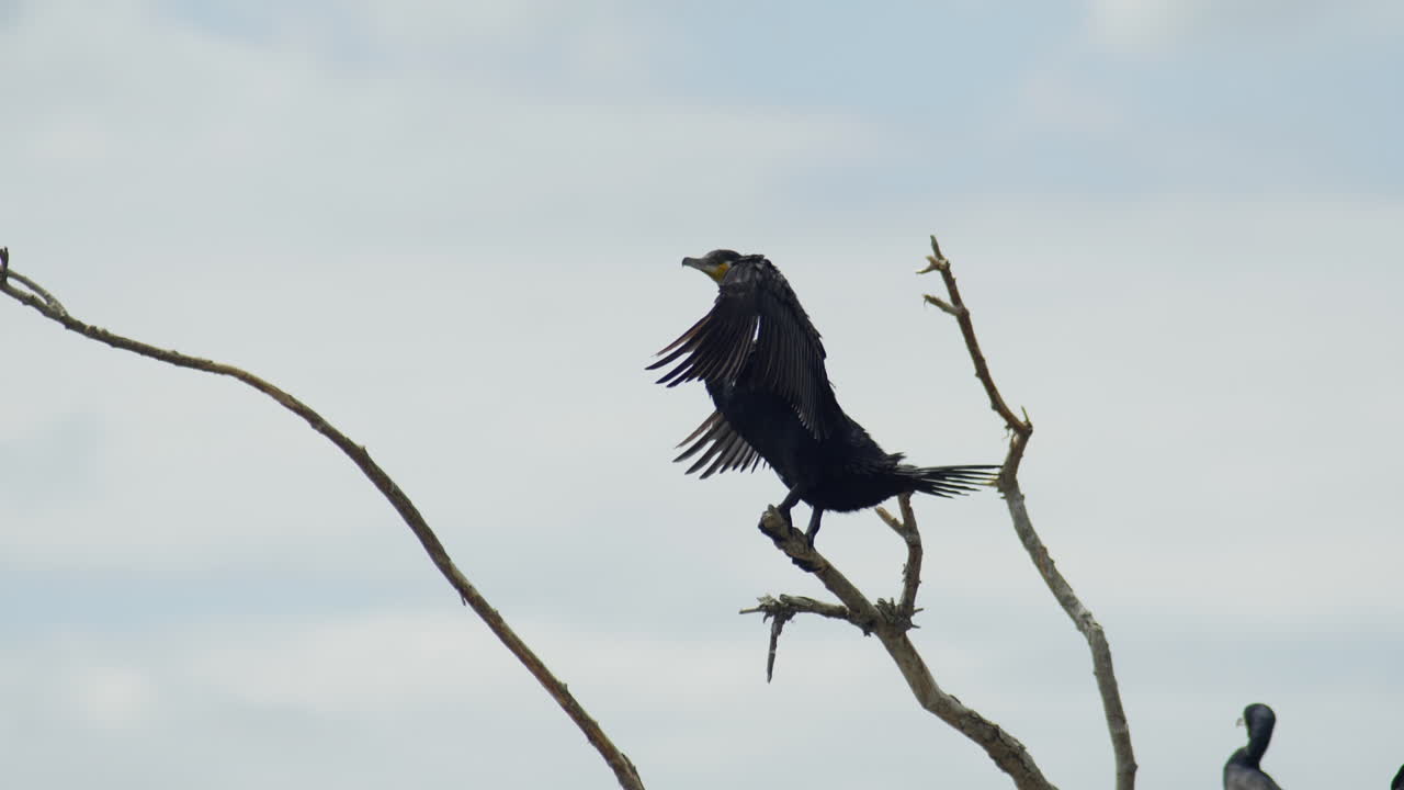 cormorán adulto sentado en una rama extendiendo sus alas lago kerkini grecia