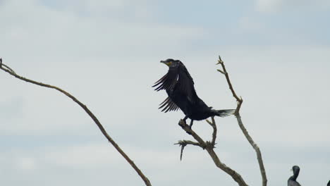 Erwachsener-Kormoran-Sitzt-Auf-Einem-Ast-Und-Breitet-Seine-Flügel-Aus,-See-Kerkini,-Griechenland