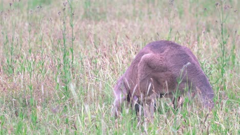 Canguro-Gris-Oriental-Pastando-En-Pastizales-En-Hunter-Valley,-Australia