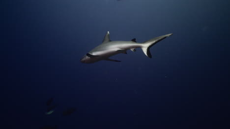 tiburón gris en agua azul