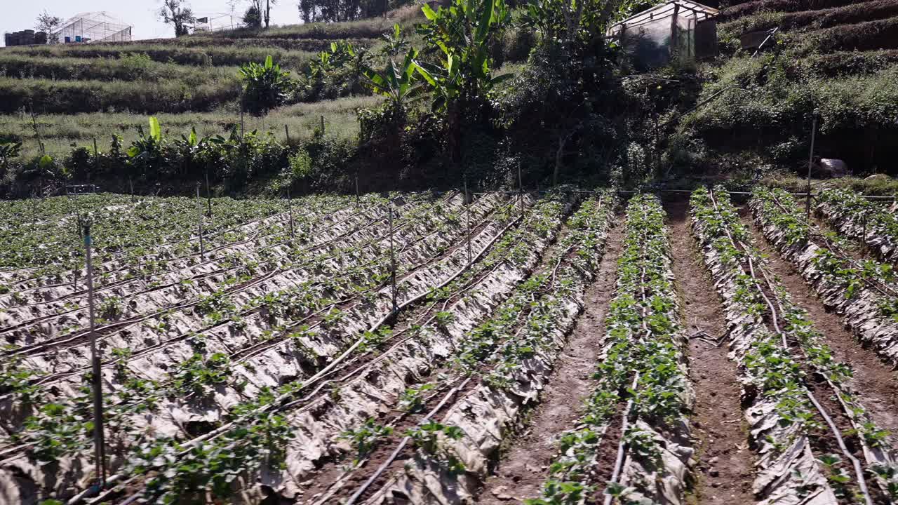 Agricultural field with rows of crops and greenhouses on a hillside