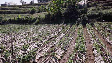 agricultural field with rows of crops and greenhouses on a hillside