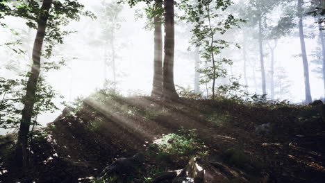 rayos de luz solar cayendo en un bosque brumoso