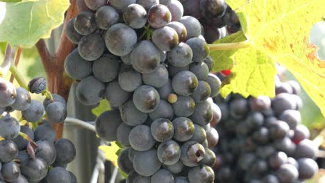 Primer-Plano-De-Un-Grupo-De-Uvas-De-Vino-Tinto-Maduras-En-Una-Vid-En-Verano-Listas-Para-Cosechar---Baden-wuerttemberg,-Alemania