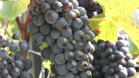 primer plano de un grupo de uvas de vino tinto maduras en una vid en verano listas para cosechar - baden-wuerttemberg, alemania