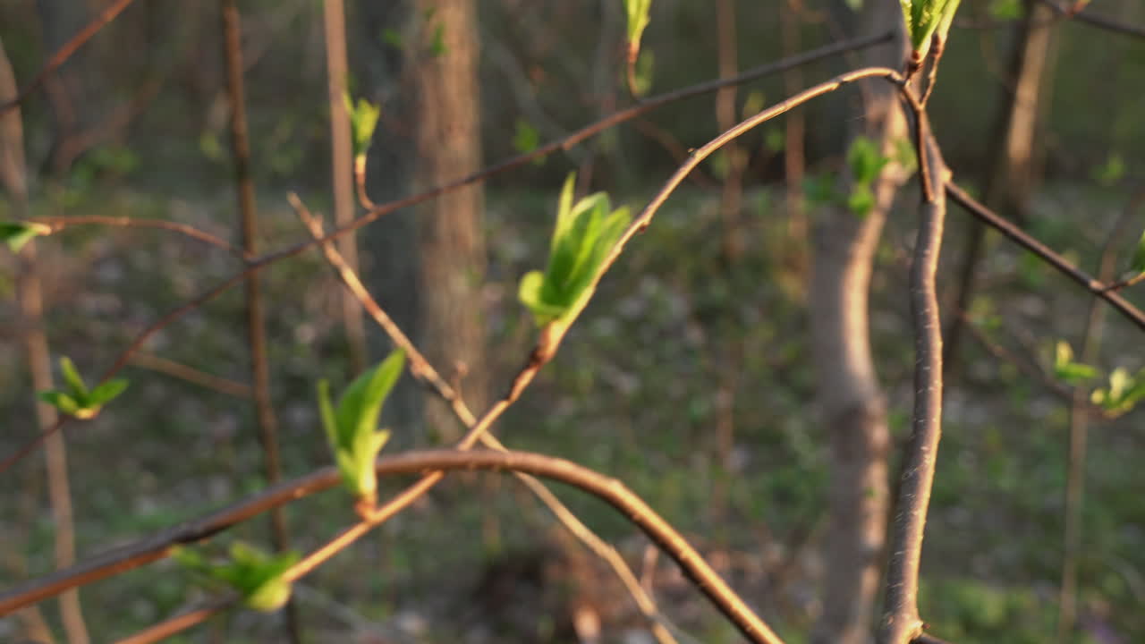 봄에는 나무, 어린 녹색 잎. 저녁 빛