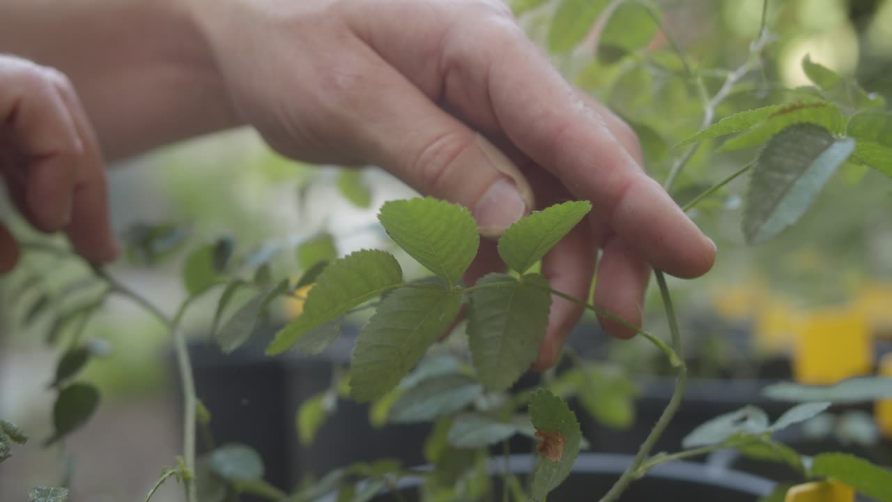 mano tocando suavemente hojas verdes vibrantes en un entorno de jardín pacífico