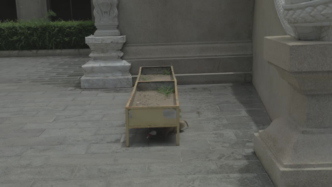 우유를 마시는 사원에서 원숭이를보고