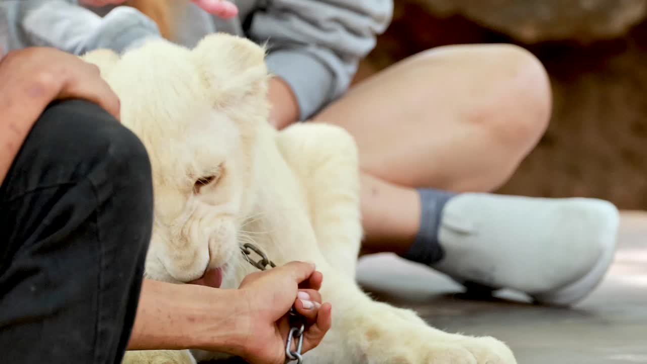 사자 새끼와 부드러운 상호 작용