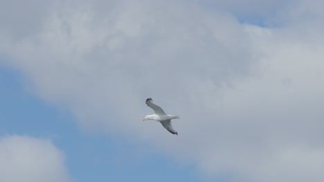 A single seagull soars smoothly across a partly cloudy sky, captured in daylight with steady camera movement and a wide, natural perspective