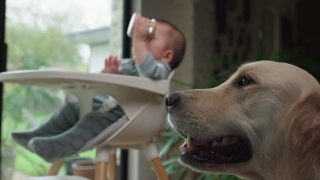 cute baby in high chair with golden retriever dog puppy in foreground