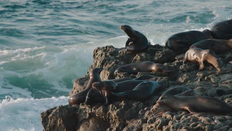 Seals-laying-in-the-sun-on-the-cliffs-while-waves-beat-against-the-rocks