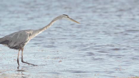 great-blue-heron-hunting-and-looking-for-fish-in-ocean-in-slow-motion