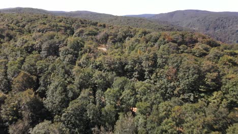 Forest Nature