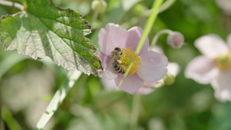 close up shot of a bee collecting nectar on a wild flower, bee flying away in slow motion, beautiful sunny day in september in germany