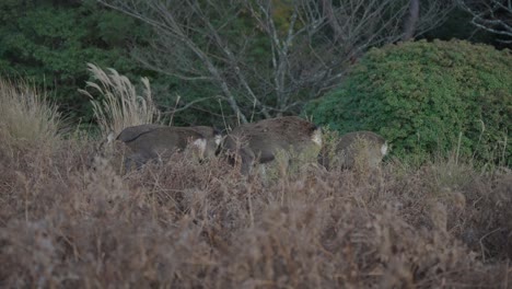 Japanese-Sika-Deer-in-the-Wild,-Grazing-on-Forests-Edge