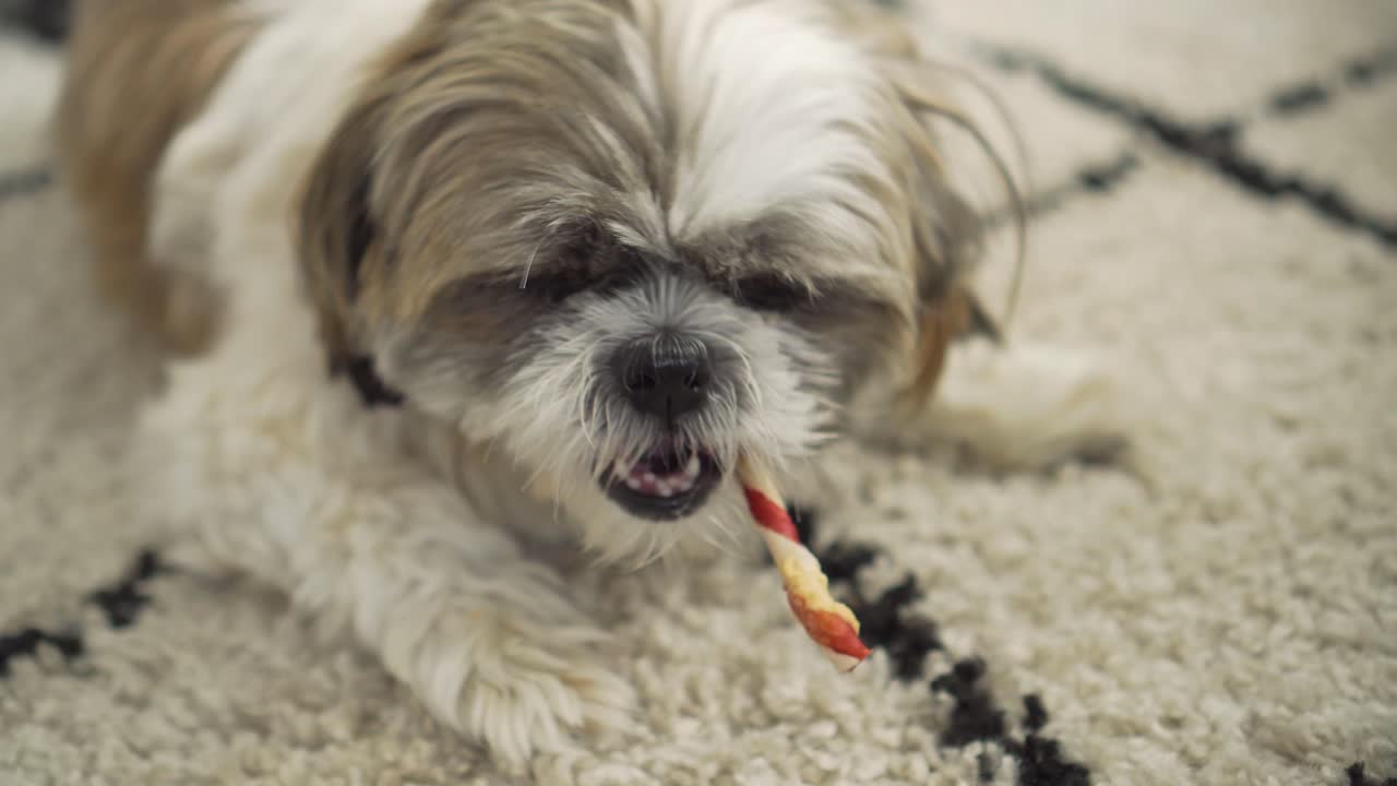 perro boomer masticando un palo masticable en la alfombra de la sala de estar, tiro hacia abajo de cerca