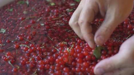 Cosecha-De-Bayas-De-Grosella-Roja-Lavada-A-Mano