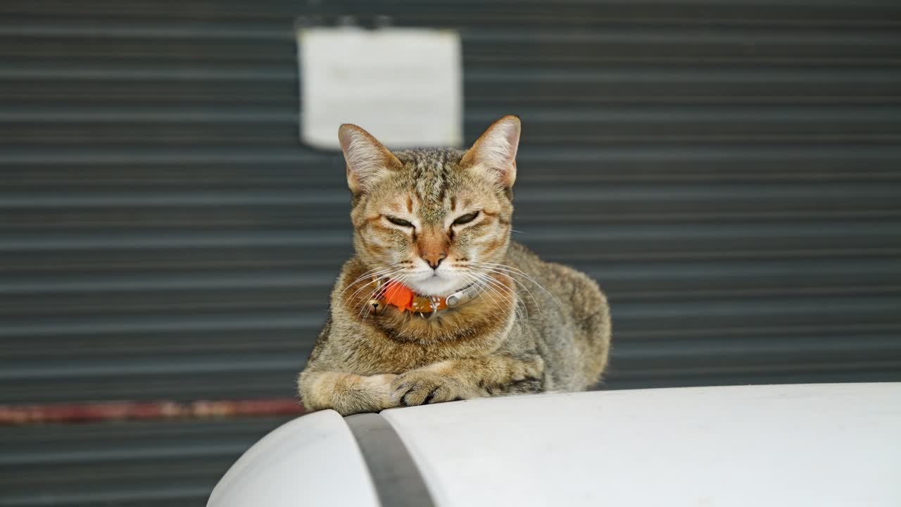 Gatto grigio curioso seduto sul cofano di un'auto che guarda in camera al rallentatore
