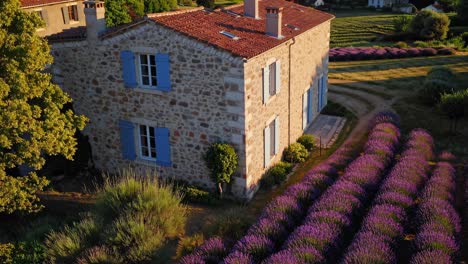 aerial view of a traditional stone house with blue shutters nestled in the picturesque french countryside, surrounded by vibrant rows of blooming lavender under the warm glow of the setting sun