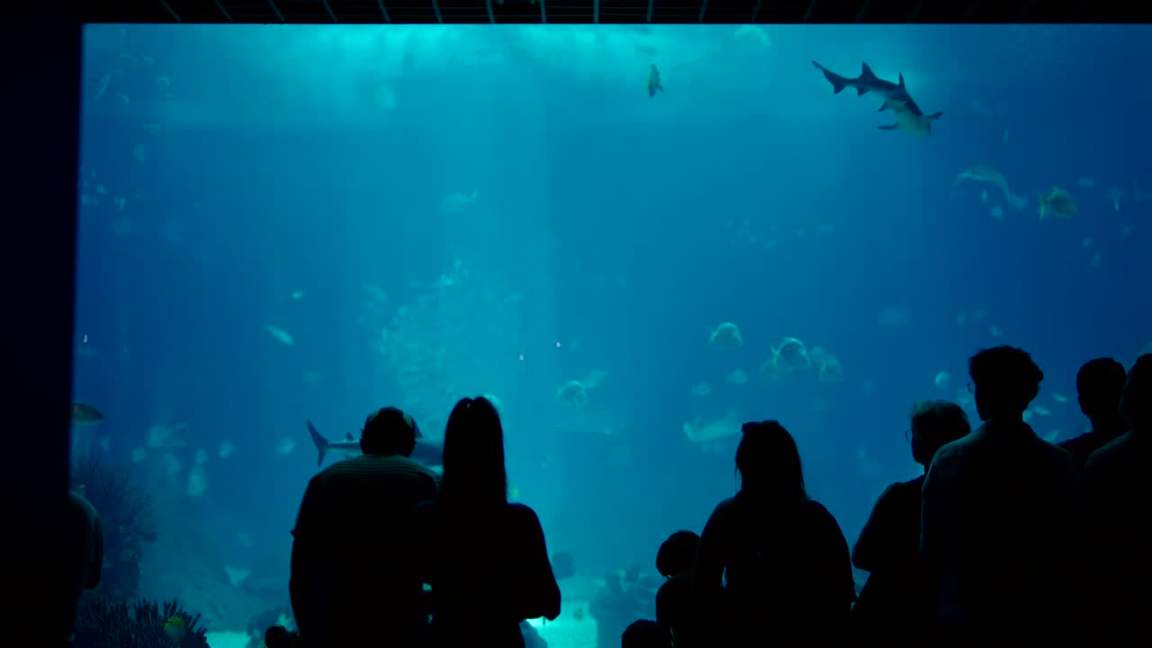 Visitors Silhouetted Against a Large Public Aquarium Tank with Marine Life
