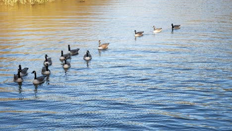 gaggle of migratory geese swimming on autumn british lake ripples