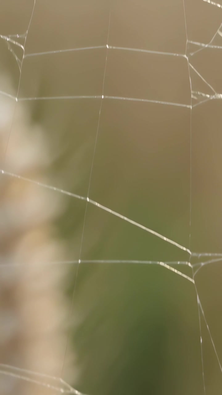 Vertical video: Shifting camera revealing spider silk threads glistening with dew near plant stem