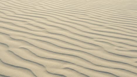 captivating patterns of wind-sculpted sand dunes showcasing the natural beauty and textures found in desert landscapes under soft lighting