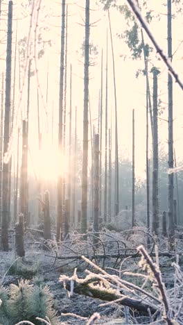 frozen winter forest at sunrise