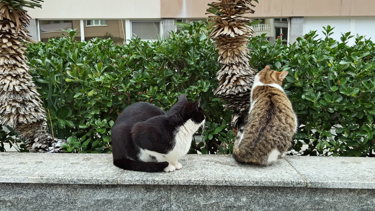 日中、都市部の緑の生垣の近くの石垣に座る2匹の猫