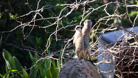 Two meerkats standing on a rock, observing surroundings