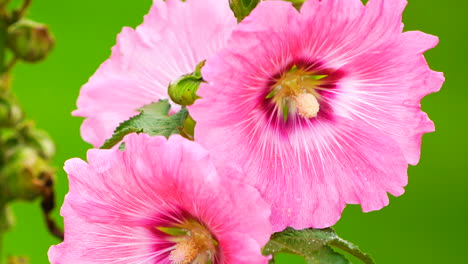 pink flower on green field background.