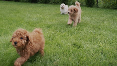 a group of cute maltipu puppies run through the green grass