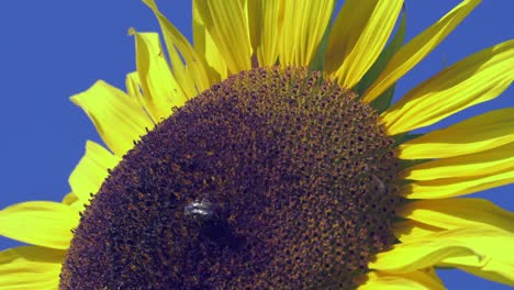 honeybee lands on big bright sunflower against blue sky, bee gathering nectar on flower, bucolic rural nature