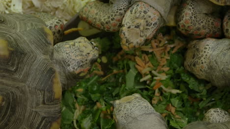 a group of turtles eating a salad together