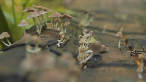 slow panning shot of white mushrooms growing out of a tree trunk in the indian rainforest