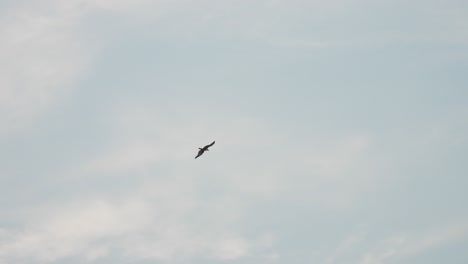 sea eagle soaring high in the sky with wings outstretched, flying freely