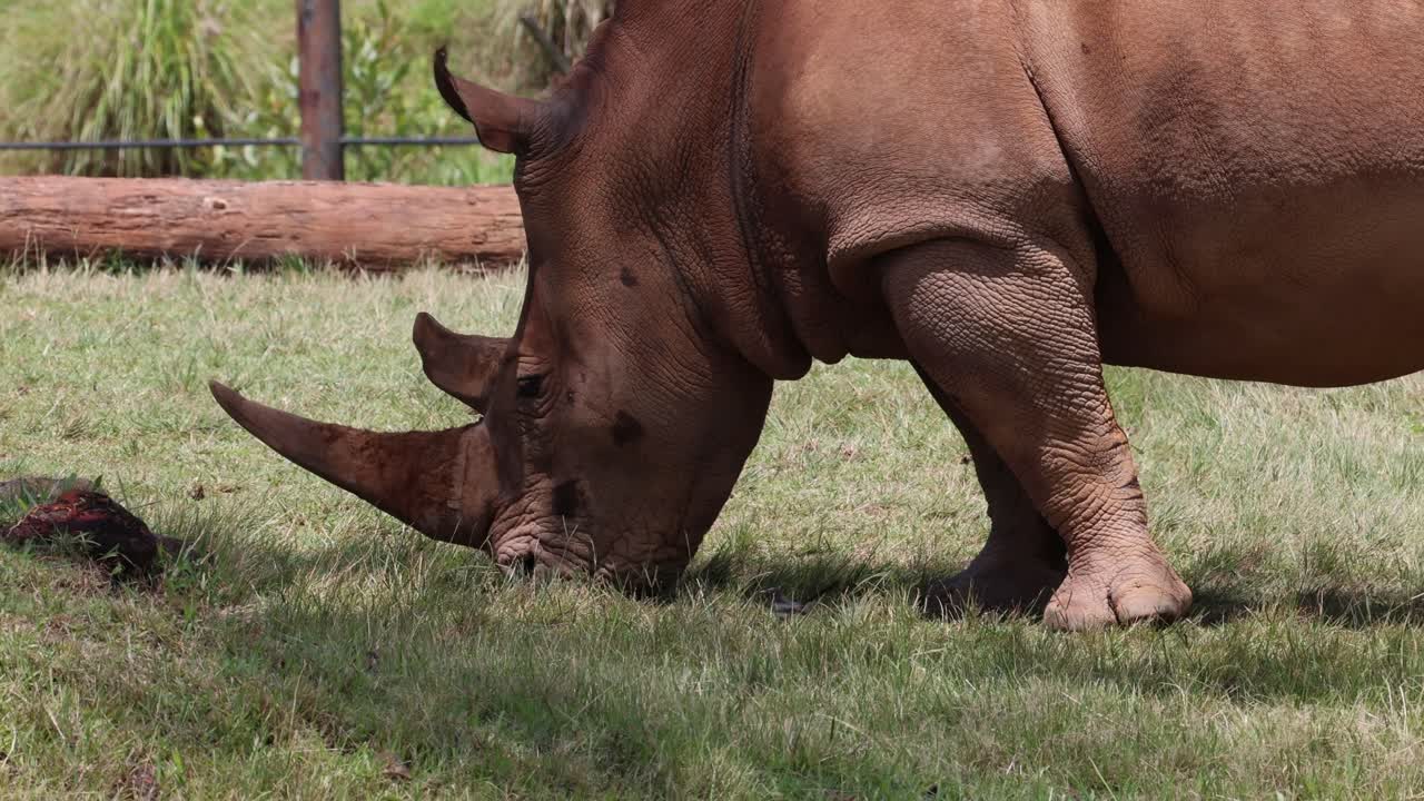 코소 는 빛 이 내리는 구역 에서 고 먹이 를 먹고 있다