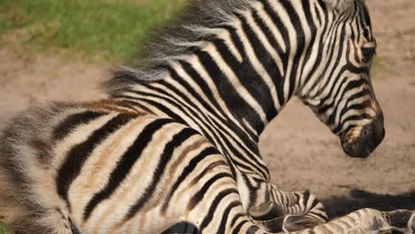 Nahaufnahme-Eines-Einsamen-Zebrafohlens,-Das-In-Den-Trockenen-Savannen-Des-Addo-Parks-In-Südafrika-Ruht