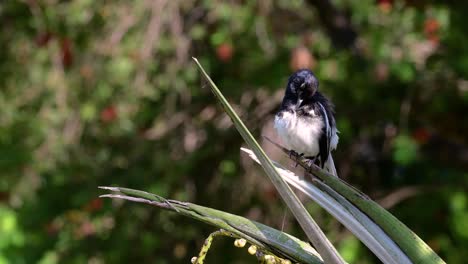 The-Oriental-magpie-robin-is-a-very-common-passerine-bird-in-Thailand-in-which-it-can-be-seen-anywhere